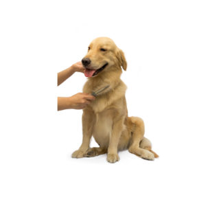 Dog Grooming