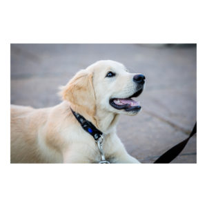 Collars, Harnesses and Leads