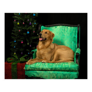 Christmas Gifts for Your Dog