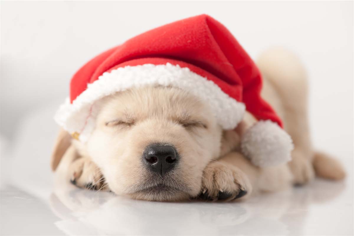 Best Christmas Gifts for Golden Retrievers Time for Goldens